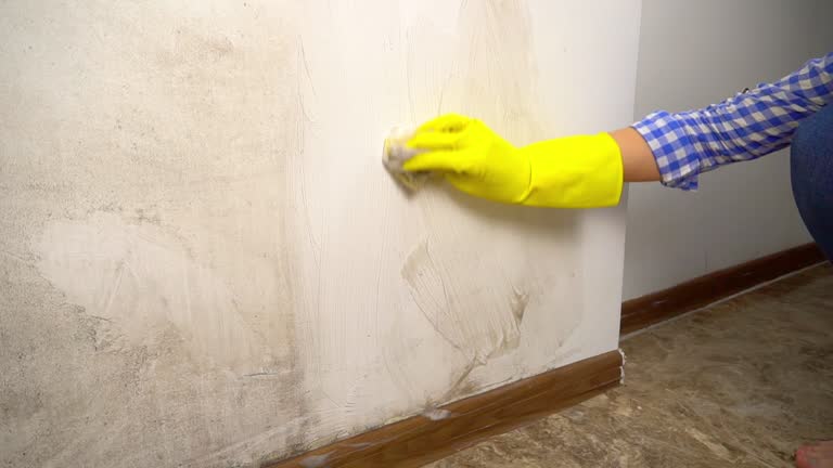 Best Environmental Consulting for Mold Prevention  in Staunton, VA