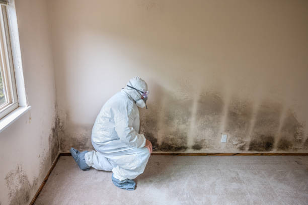 Best Mold Damage Restoration  in Staunton, VA